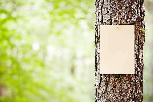 포토 JPG 주간 나무 식물 종이 배경화면 백그라운드 자연 안내 프레임 알림판 풍경 근접촬영 사람없음 야외 아웃포커스 나뭇가지 소나무 숲 알림 국내포토 자연요소 뷰포인트 촬영기법 생태계 파일형식