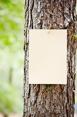 포토 JPG 주간 나무 식물 종이 백그라운드 자연 안내 프레임 알림판 풍경 근접촬영 사람없음 야외 아웃포커스 나뭇가지 소나무 숲 알림 국내포토 자연요소 뷰포인트 촬영기법 생태계 파일형식