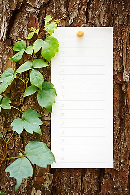 포토 JPG 주간 나무 식물 종이 백그라운드 자연 안내 프레임 알림판 풍경 근접촬영 사람없음 야외 아웃포커스 나뭇가지 소나무 알림 국내포토 자연요소 뷰포인트 촬영기법 생태계 파일형식