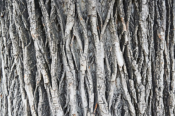 포토 JPG 스튜디오촬영 백그라운드 무늬 패턴 표면 실내 근접촬영 사람없음 목재 껍질 판넬 질감 국내포토 나무 뷰포인트 재료 내부 파일형식