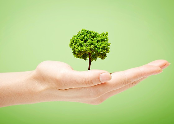 포토 JPG 스튜디오촬영 나무 식물 손 배경화면 백그라운드 한손 실내 한명 들기 근접촬영 신체부위 국내포토 1 뷰포인트 모션 사람 내부 파일형식