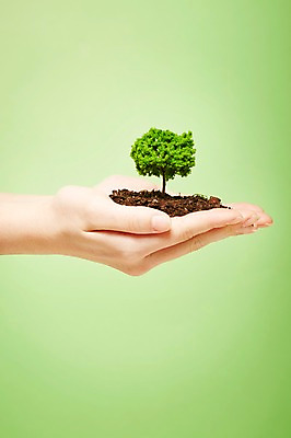 포토 JPG 스튜디오촬영 나무 식물 손 백그라운드 실내 한명 들기 근접촬영 신체부위 흙 양손 국내포토 1 뷰포인트 모션 사람 내부 파일형식