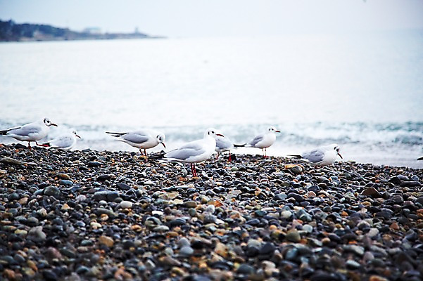 포토 JPG 주간 동물 계절 아시아 파도 바다 자연 갈매기 조류 한국 풍경 근접촬영 해변 사람없음 야외 아웃포커스 관광지 가을풍경 가을 돌_바위 조약돌 경주 경상북도 경상도 국내포토 자연요소 나라 뷰포인트 여행 촬영기법 생태계 파일형식 가을_계절