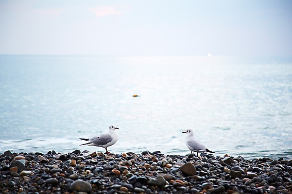 포토 JPG 주간 동물 계절 아시아 바다 자연 갈매기 조류 한국 풍경 근접촬영 해변 사람없음 야외 아웃포커스 관광지 가을풍경 가을 돌_바위 조약돌 경주 경상북도 경상도 국내포토 자연요소 나라 뷰포인트 여행 촬영기법 생태계 파일형식 가을_계절