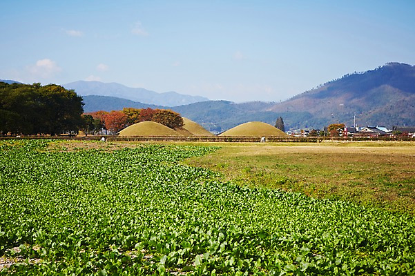 포토 JPG 주간 한국문화 한국전통 전통 계절 아시아 전통문화 문화 자연 산 한국 풍경 사람없음 야외 관광지 가을풍경 가을 경주 경상북도 경상도 오릉 국내포토 자연요소 동양문화 나라 여행 생태계 파일형식 가을_계절