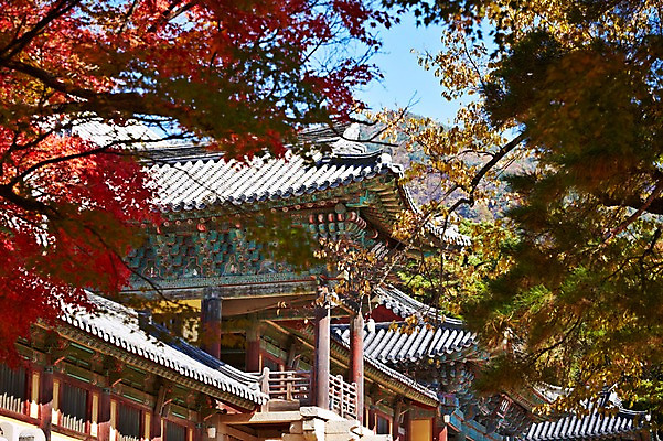 포토 JPG 주간 나무 식물 한국문화 한국전통 전통 건축물 계절 아시아 전통문화 문화 단풍 고건축 유적 한국건축 유적지 자연 단풍나무 한국 풍경 사람없음 야외 관광지 가을풍경 동양건축 문화재 가을 경주 사찰 경상북도 경상도 불국사 국내포토 자연요소 동양문화 건축 나라 여행 잎 종교건축 생태계 랜드마크 파일형식 동양 가을_계절