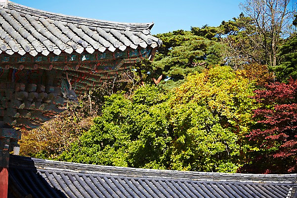 포토 JPG 주간 나무 식물 한국문화 한국전통 전통 건축물 계절 아시아 전통문화 문화 단풍 고건축 유적 한국건축 유적지 자연 단풍나무 지붕 한국 풍경 사람없음 야외 관광지 가을풍경 동양건축 문화재 가을 경주 사찰 경상북도 경상도 불국사 국내포토 자연요소 동양문화 건축 나라 여행 잎 종교건축 생태계 랜드마크 파일형식 동양 가을_계절