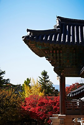 포토 JPG 주간 나무 식물 한국문화 한국전통 전통 건축물 계절 아시아 전통문화 문화 단풍 고건축 유적 한국건축 유적지 자연 단풍나무 한국 풍경 사람없음 야외 관광지 가을풍경 동양건축 문화재 가을 경주 사찰 경상북도 경상도 불국사 국내포토 자연요소 동양문화 건축 나라 여행 잎 종교건축 생태계 랜드마크 파일형식 동양 가을_계절
