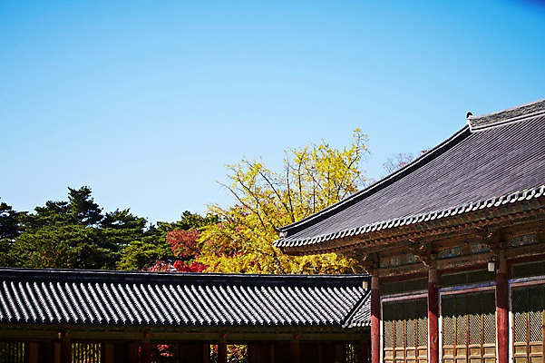 포토 JPG 주간 나무 식물 한국문화 한국전통 전통 건축물 계절 아시아 전통문화 문화 단풍 고건축 유적 한국건축 유적지 자연 단풍나무 한국 풍경 사람없음 야외 관광지 가을풍경 동양건축 문화재 가을 경주 사찰 경상북도 경상도 불국사 국내포토 자연요소 동양문화 건축 나라 여행 잎 종교건축 생태계 랜드마크 파일형식 동양 가을_계절