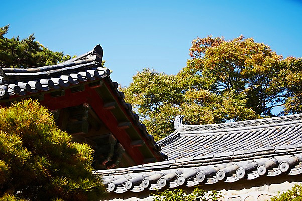 포토 JPG 주간 나무 식물 한국문화 한국전통 전통 건축물 계절 아시아 전통문화 문화 단풍 고건축 유적 한국건축 유적지 자연 단풍나무 지붕 한국 기와 풍경 사람없음 야외 관광지 가을풍경 동양건축 문화재 가을 경주 사찰 경상북도 경상도 불국사 국내포토 자연요소 동양문화 건축 나라 여행 잎 종교건축 생태계 랜드마크 파일형식 동양 가을_계절