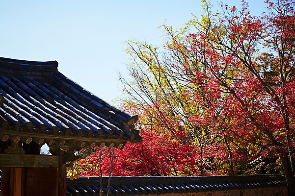 포토 JPG 주간 나무 식물 한국문화 한국전통 전통 건축물 계절 아시아 전통문화 문화 단풍 고건축 유적 한국건축 유적지 자연 단풍나무 지붕 한국 풍경 사람없음 야외 관광지 가을풍경 동양건축 문화재 가을 경주 사찰 경상북도 경상도 불국사 국내포토 자연요소 동양문화 건축 나라 여행 잎 종교건축 생태계 랜드마크 파일형식 동양 가을_계절