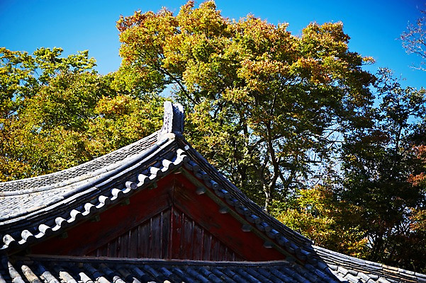 포토 JPG 주간 나무 식물 한국문화 한국전통 전통 건축물 계절 아시아 전통문화 문화 단풍 고건축 유적 한국건축 유적지 자연 단풍나무 지붕 한국 풍경 사람없음 야외 관광지 가을풍경 동양건축 문화재 가을 경주 사찰 경상북도 경상도 불국사 국내포토 자연요소 동양문화 건축 나라 여행 잎 종교건축 생태계 랜드마크 파일형식 동양 가을_계절