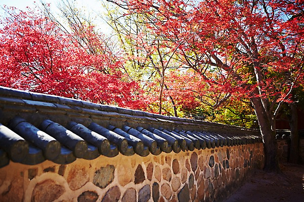 포토 JPG 주간 나무 식물 한국문화 한국전통 전통 건축물 계절 아시아 전통문화 문화 단풍 고건축 유적 한국건축 유적지 자연 단풍나무 한국 기와 풍경 사람없음 야외 관광지 담장 가을풍경 동양건축 문화재 가을 경주 사찰 경상북도 경상도 불국사 국내포토 자연요소 동양문화 건축 나라 여행 잎 종교건축 생태계 랜드마크 파일형식 동양 가을_계절