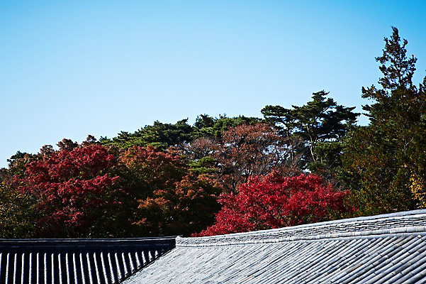 포토 JPG 주간 나무 식물 한국문화 한국전통 전통 건축물 계절 아시아 전통문화 문화 단풍 고건축 유적 한국건축 유적지 자연 단풍나무 지붕 한국 풍경 사람없음 야외 관광지 가을풍경 동양건축 문화재 가을 경주 사찰 경상북도 경상도 불국사 국내포토 자연요소 동양문화 건축 나라 여행 잎 종교건축 생태계 랜드마크 파일형식 동양 가을_계절
