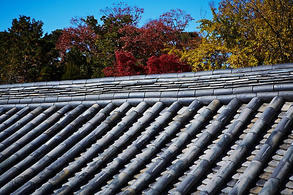 포토 JPG 주간 나무 식물 한국문화 한국전통 전통 건축물 계절 아시아 전통문화 문화 단풍 고건축 유적 한국건축 유적지 자연 단풍나무 지붕 한국 풍경 사람없음 야외 관광지 가을풍경 동양건축 문화재 가을 경주 사찰 경상북도 경상도 불국사 국내포토 자연요소 동양문화 건축 나라 여행 잎 종교건축 생태계 랜드마크 파일형식 동양 가을_계절
