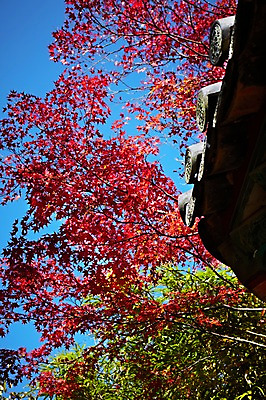 포토 JPG 주간 나무 식물 한국문화 한국전통 전통 건축물 계절 아시아 전통문화 문화 단풍 고건축 유적 한국건축 유적지 자연 단풍나무 한국 풍경 사람없음 야외 관광지 가을풍경 동양건축 문화재 가을 경주 사찰 경상북도 경상도 불국사 국내포토 자연요소 동양문화 건축 나라 여행 잎 종교건축 생태계 랜드마크 파일형식 동양 가을_계절