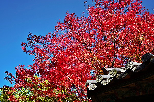 포토 JPG 주간 나무 식물 한국문화 한국전통 전통 건축물 계절 아시아 전통문화 문화 단풍 고건축 유적 한국건축 유적지 자연 단풍나무 한국 풍경 사람없음 야외 관광지 가을풍경 동양건축 문화재 가을 경주 사찰 경상북도 경상도 불국사 국내포토 자연요소 동양문화 건축 나라 여행 잎 종교건축 생태계 랜드마크 파일형식 동양 가을_계절