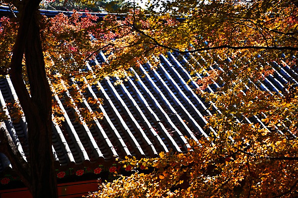 포토 JPG 주간 나무 식물 한국문화 한국전통 전통 건축물 계절 아시아 전통문화 문화 단풍 고건축 유적 한국건축 유적지 자연 단풍나무 한국 풍경 사람없음 야외 관광지 가을풍경 동양건축 문화재 가을 경주 사찰 경상북도 경상도 불국사 국내포토 자연요소 동양문화 건축 나라 여행 잎 종교건축 생태계 랜드마크 파일형식 동양 가을_계절