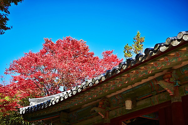 포토 JPG 주간 나무 식물 한국문화 한국전통 전통 건축물 계절 아시아 전통문화 문화 단풍 고건축 유적 한국건축 유적지 자연 단풍나무 한국 풍경 사람없음 야외 관광지 가을풍경 동양건축 문화재 가을 경주 사찰 경상북도 경상도 불국사 국내포토 자연요소 동양문화 건축 나라 여행 잎 종교건축 생태계 랜드마크 파일형식 동양 가을_계절