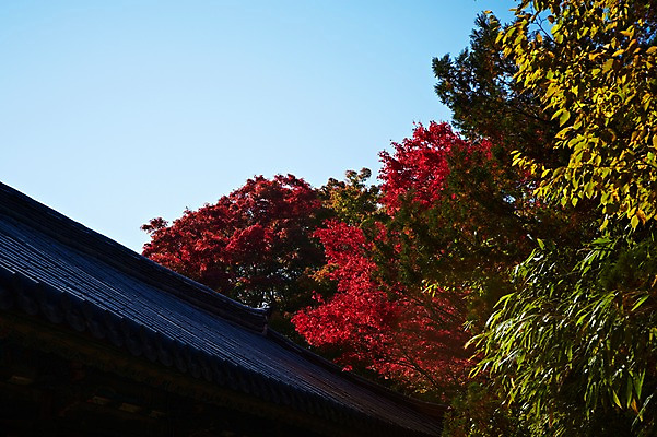 포토 JPG 주간 나무 식물 한국문화 한국전통 전통 건축물 계절 아시아 전통문화 문화 단풍 고건축 유적 한국건축 유적지 자연 단풍나무 한국 풍경 사람없음 야외 관광지 가을풍경 동양건축 문화재 가을 경주 사찰 경상북도 경상도 불국사 국내포토 자연요소 동양문화 건축 나라 여행 잎 종교건축 생태계 랜드마크 파일형식 동양 가을_계절