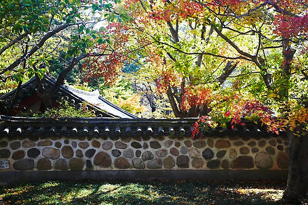 포토 JPG 주간 나무 식물 한국문화 한국전통 전통 건축물 계절 아시아 전통문화 문화 단풍 고건축 유적 한국건축 유적지 자연 단풍나무 한국 풍경 사람없음 야외 관광지 담장 가을풍경 동양건축 문화재 가을 경주 사찰 경상북도 경상도 불국사 국내포토 자연요소 동양문화 건축 나라 여행 잎 종교건축 생태계 랜드마크 파일형식 동양 가을_계절