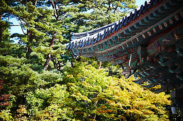 포토 JPG 주간 나무 식물 한국문화 한국전통 전통 건축물 계절 아시아 전통문화 문화 단풍 고건축 유적 한국건축 유적지 자연 단풍나무 한국 풍경 사람없음 야외 관광지 가을풍경 동양건축 문화재 가을 경주 사찰 경상북도 경상도 불국사 국내포토 자연요소 동양문화 건축 나라 여행 잎 종교건축 생태계 랜드마크 파일형식 동양 가을_계절