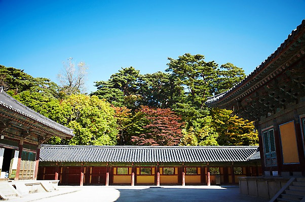 포토 JPG 주간 나무 식물 한국문화 한국전통 전통 건축물 계절 아시아 전통문화 문화 단풍 고건축 유적 한국건축 유적지 자연 단풍나무 한국 풍경 사람없음 야외 관광지 가을풍경 동양건축 문화재 가을 경주 사찰 경상북도 경상도 불국사 국내포토 자연요소 동양문화 건축 나라 여행 잎 종교건축 생태계 랜드마크 파일형식 동양 가을_계절