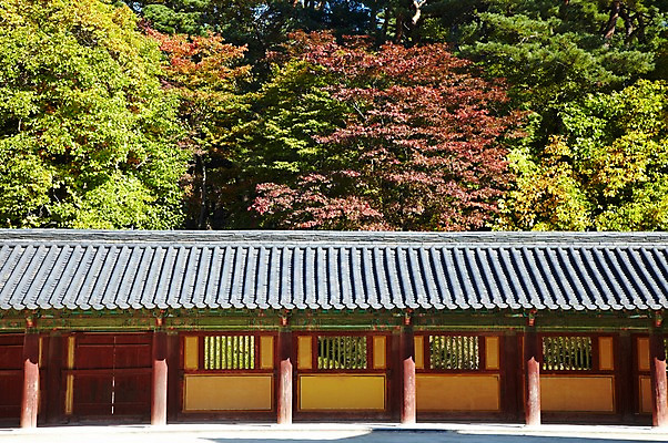 포토 JPG 주간 나무 식물 한국문화 한국전통 전통 건축물 계절 아시아 전통문화 문화 단풍 고건축 유적 한국건축 유적지 자연 단풍나무 한국 풍경 사람없음 야외 관광지 가을풍경 동양건축 문화재 가을 경주 사찰 경상북도 경상도 불국사 국내포토 자연요소 동양문화 건축 나라 여행 잎 종교건축 생태계 랜드마크 파일형식 동양 가을_계절