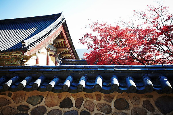 포토 JPG 주간 나무 식물 한국문화 한국전통 전통 건축물 계절 아시아 전통문화 문화 단풍 고건축 유적 한국건축 유적지 자연 단풍나무 한국 풍경 사람없음 야외 관광지 담장 가을풍경 동양건축 문화재 가을 경주 사찰 경상북도 경상도 불국사 국내포토 자연요소 동양문화 건축 나라 여행 잎 종교건축 생태계 랜드마크 파일형식 동양 가을_계절