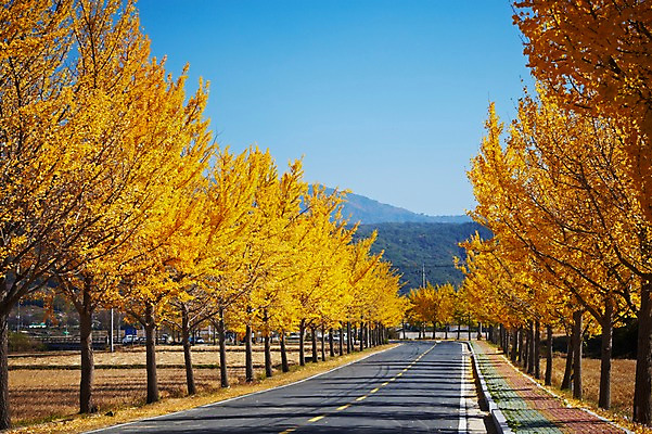 포토 JPG 주간 나무 식물 한국문화 한국전통 전통 계절 아시아 전통문화 문화 도로 길 단풍 자연 단풍나무 산 한국 풍경 사람없음 야외 관광지 가을풍경 가을 경주 경상북도 경상도 은행나무 차선_도로 국내포토 자연요소 동양문화 나라 여행 잎 교통시설 생태계 파일형식 가을_계절