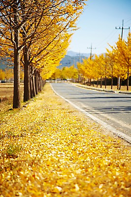 포토 JPG 주간 나무 식물 한국문화 한국전통 전통 계절 아시아 전통문화 문화 도로 길 단풍 자연 단풍나무 한국 풍경 사람없음 야외 아웃포커스 관광지 가을풍경 가을 경주 경상북도 경상도 은행나무 국내포토 자연요소 동양문화 나라 여행 잎 교통시설 촬영기법 생태계 파일형식 가을_계절