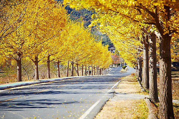 포토 JPG 주간 나무 식물 한국문화 한국전통 전통 계절 아시아 전통문화 문화 도로 길 단풍 자연 단풍나무 한국 풍경 사람없음 야외 아웃포커스 관광지 가을풍경 가을 경주 경상북도 경상도 은행나무 국내포토 자연요소 동양문화 나라 여행 잎 교통시설 촬영기법 생태계 파일형식 가을_계절