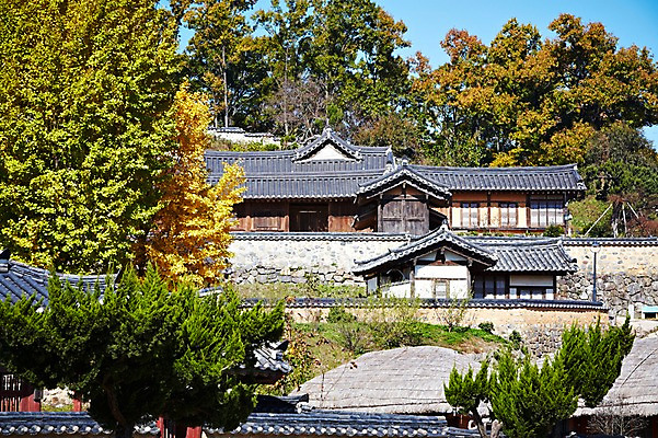 포토 JPG 주간 나무 식물 한국문화 한국전통 전통 건축물 계절 아시아 전통문화 문화 단풍 고건축 한국건축 자연 단풍나무 한국 초가집 기와집 풍경 사람없음 야외 관광지 마을 가을풍경 동양건축 문화재 가을 경주 경상북도 경상도 민속마을 양동마을 국내포토 자연요소 동양문화 건축 나라 여행 잎 한옥 경주_경상북도 생태계 파일형식 동양 가을_계절