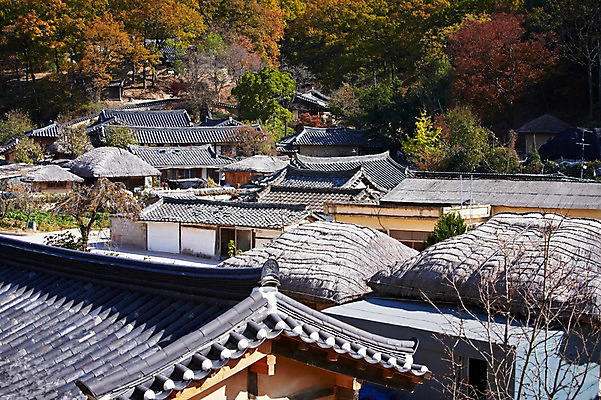 포토 JPG 주간 나무 식물 한국문화 한국전통 전통 건축물 계절 아시아 전통문화 문화 단풍 고건축 한국건축 자연 단풍나무 한국 초가집 기와집 풍경 사람없음 야외 관광지 마을 가을풍경 동양건축 문화재 가을 경주 경상북도 경상도 민속마을 양동마을 국내포토 자연요소 동양문화 건축 나라 여행 잎 한옥 경주_경상북도 생태계 파일형식 동양 가을_계절