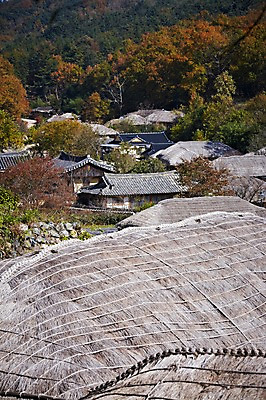 포토 JPG 주간 나무 식물 한국문화 한국전통 전통 건축물 계절 아시아 전통문화 문화 단풍 고건축 한국건축 자연 단풍나무 한국 초가집 기와집 풍경 사람없음 야외 관광지 마을 가을풍경 동양건축 문화재 가을 경주 경상북도 경상도 민속마을 양동마을 국내포토 자연요소 동양문화 건축 나라 여행 잎 한옥 경주_경상북도 생태계 파일형식 동양 가을_계절