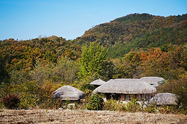 포토 JPG 주간 나무 식물 한국문화 한국전통 전통 건축물 계절 아시아 전통문화 문화 단풍 고건축 한국건축 자연 단풍나무 산 한국 초가집 풍경 사람없음 야외 관광지 가을풍경 동양건축 문화재 가을 경주 경상북도 경상도 민속마을 양동마을 국내포토 자연요소 동양문화 건축 나라 여행 잎 한옥 경주_경상북도 생태계 파일형식 동양 가을_계절