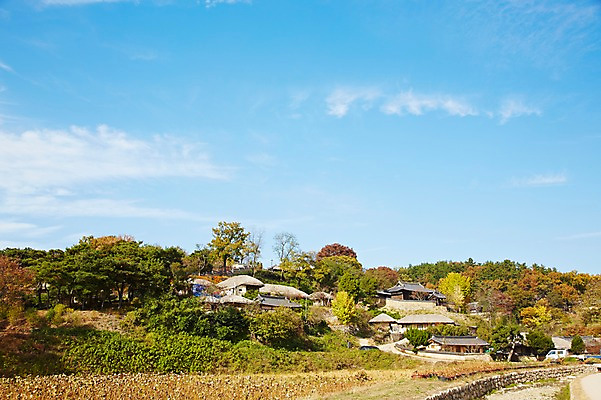 포토 JPG 주간 나무 식물 한국문화 한국전통 전통 건축물 계절 아시아 전통문화 문화 단풍 고건축 한국건축 자연 단풍나무 한국 초가집 기와집 풍경 사람없음 야외 관광지 마을 가을풍경 동양건축 문화재 가을 경주 경상북도 경상도 민속마을 양동마을 국내포토 자연요소 동양문화 건축 나라 여행 잎 한옥 경주_경상북도 생태계 파일형식 동양 가을_계절