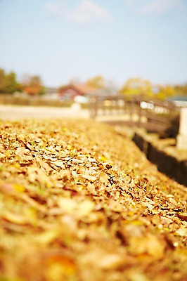 포토 JPG 주간 나무 식물 한국문화 한국전통 전통 건축물 계절 아시아 전통문화 문화 단풍 고건축 낙엽 한국건축 자연 단풍나무 한국 풍경 근접촬영 사람없음 야외 아웃포커스 관광지 가을풍경 동양건축 가을 경주 경상북도 경상도 국내포토 자연요소 동양문화 건축 나라 뷰포인트 여행 잎 촬영기법 생태계 파일형식 동양 가을_계절
