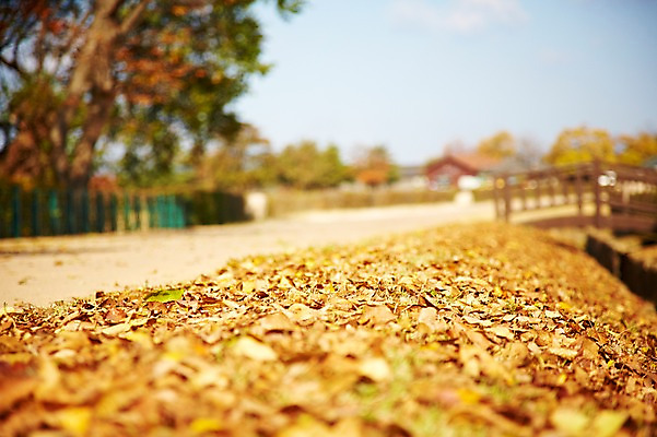 포토 JPG 주간 나무 식물 한국문화 한국전통 전통 건축물 계절 아시아 전통문화 문화 단풍 고건축 낙엽 한국건축 자연 단풍나무 한국 풍경 근접촬영 사람없음 야외 아웃포커스 관광지 가을풍경 동양건축 가을 경주 경상북도 경상도 가교 국내포토 자연요소 동양문화 건축 나라 뷰포인트 여행 잎 촬영기법 생태계 파일형식 동양 가을_계절