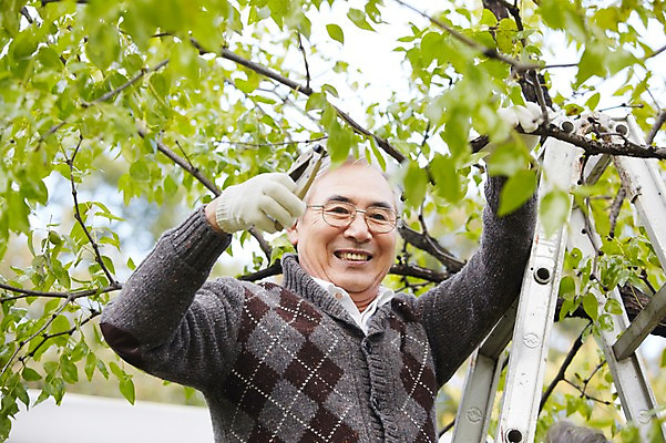 포토 JPG 주간 나무 식물 라이프스타일 할아버지 노년 남자 장갑 사다리 가족 대가족 가위 한명 미소 웃음 사람 상반신 야외 실버라이프 정원 한국인 가족라이프 60대 상쾌 조경 정원가꾸기 전원생활 가지치기 노인만 노인남자만 노인남자한명만 국내포토 자연요소 1 잡화 감정 관계 문구용품 표정 동양인 성인 생활 도구 원예 남자만 남자한명만 성인만 파일형식