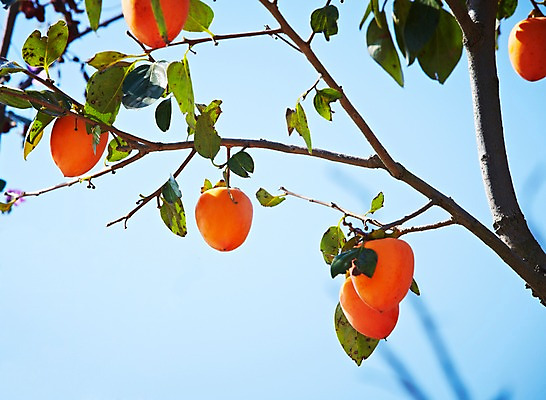 포토 JPG 주간 나무 식물 계절 열매 아시아 잎 과일 자연 나뭇잎 한국 감 풍경 근접촬영 사람없음 야외 아웃포커스 가을풍경 가을 나뭇가지 경주 경상북도 경상도 감나무 국내포토 자연요소 나라 뷰포인트 촬영기법 생태계 파일형식 가을_계절