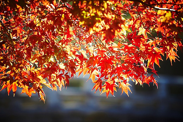 포토 JPG 주간 나무 식물 계절 아시아 단풍 낙엽 잎 자연 단풍나무 나뭇잎 한국 풍경 근접촬영 사람없음 야외 아웃포커스 가을풍경 가을 경주 경상북도 경상도 국내포토 자연요소 나라 뷰포인트 촬영기법 생태계 파일형식 가을_계절