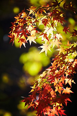 포토 JPG 주간 나무 식물 계절 아시아 단풍 낙엽 잎 자연 단풍나무 나뭇잎 한국 풍경 근접촬영 사람없음 야외 아웃포커스 가을풍경 가을 경주 경상북도 경상도 국내포토 자연요소 나라 뷰포인트 촬영기법 생태계 파일형식 가을_계절