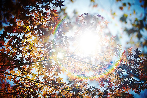 포토 JPG 주간 나무 식물 계절 아시아 단풍 낙엽 잎 자연 단풍나무 나뭇잎 한국 풍경 근접촬영 사람없음 야외 아웃포커스 햇빛 반사 가을풍경 가을 경주 경상북도 경상도 국내포토 자연요소 나라 뷰포인트 촬영기법 태양 생태계 파일형식 가을_계절