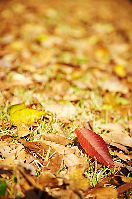 포토 JPG 주간 식물 계절 아시아 단풍 낙엽 잎 자연 나뭇잎 한국 풍경 근접촬영 사람없음 야외 아웃포커스 가을풍경 가을 경주 경상북도 경상도 국내포토 자연요소 나라 뷰포인트 촬영기법 생태계 파일형식 가을_계절