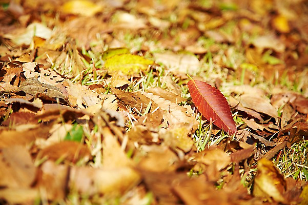 포토 JPG 주간 식물 계절 아시아 단풍 낙엽 잎 자연 나뭇잎 한국 풍경 근접촬영 사람없음 야외 아웃포커스 가을풍경 가을 경주 경상북도 경상도 국내포토 자연요소 나라 뷰포인트 촬영기법 생태계 파일형식 가을_계절