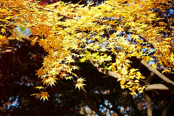 포토 JPG 주간 나무 식물 계절 아시아 단풍 낙엽 잎 자연 단풍나무 나뭇잎 한국 풍경 근접촬영 사람없음 야외 아웃포커스 가을풍경 가을 경주 경상북도 경상도 국내포토 자연요소 나라 뷰포인트 촬영기법 생태계 파일형식 가을_계절