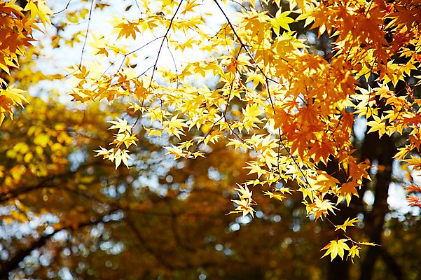 포토 JPG 주간 나무 식물 계절 아시아 단풍 낙엽 잎 자연 단풍나무 나뭇잎 한국 풍경 근접촬영 사람없음 야외 아웃포커스 가을풍경 가을 경주 경상북도 경상도 국내포토 자연요소 나라 뷰포인트 촬영기법 생태계 파일형식 가을_계절