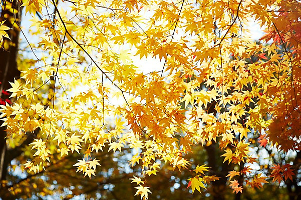 포토 JPG 주간 나무 식물 계절 아시아 단풍 낙엽 잎 자연 단풍나무 나뭇잎 한국 풍경 근접촬영 사람없음 야외 아웃포커스 가을풍경 가을 경주 경상북도 경상도 국내포토 자연요소 나라 뷰포인트 촬영기법 생태계 파일형식 가을_계절