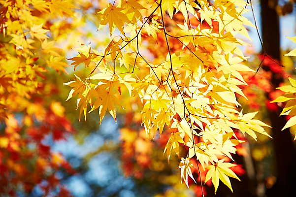 포토 JPG 주간 나무 식물 계절 아시아 단풍 낙엽 잎 자연 단풍나무 나뭇잎 한국 풍경 근접촬영 사람없음 야외 아웃포커스 가을풍경 가을 경주 경상북도 경상도 국내포토 자연요소 나라 뷰포인트 촬영기법 생태계 파일형식 가을_계절